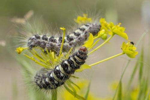 Simyra dentinosa